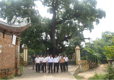 Bảo vệ cây Dã Hương ngàn năm tuổi